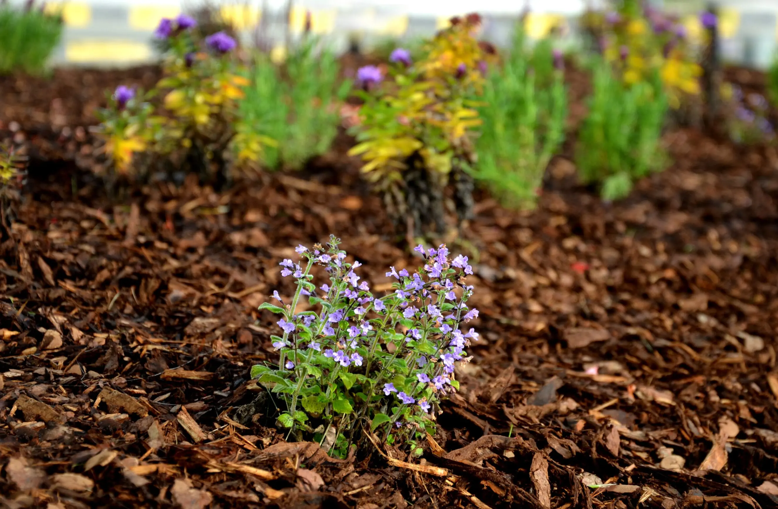 Mulching & Bed Maintenance