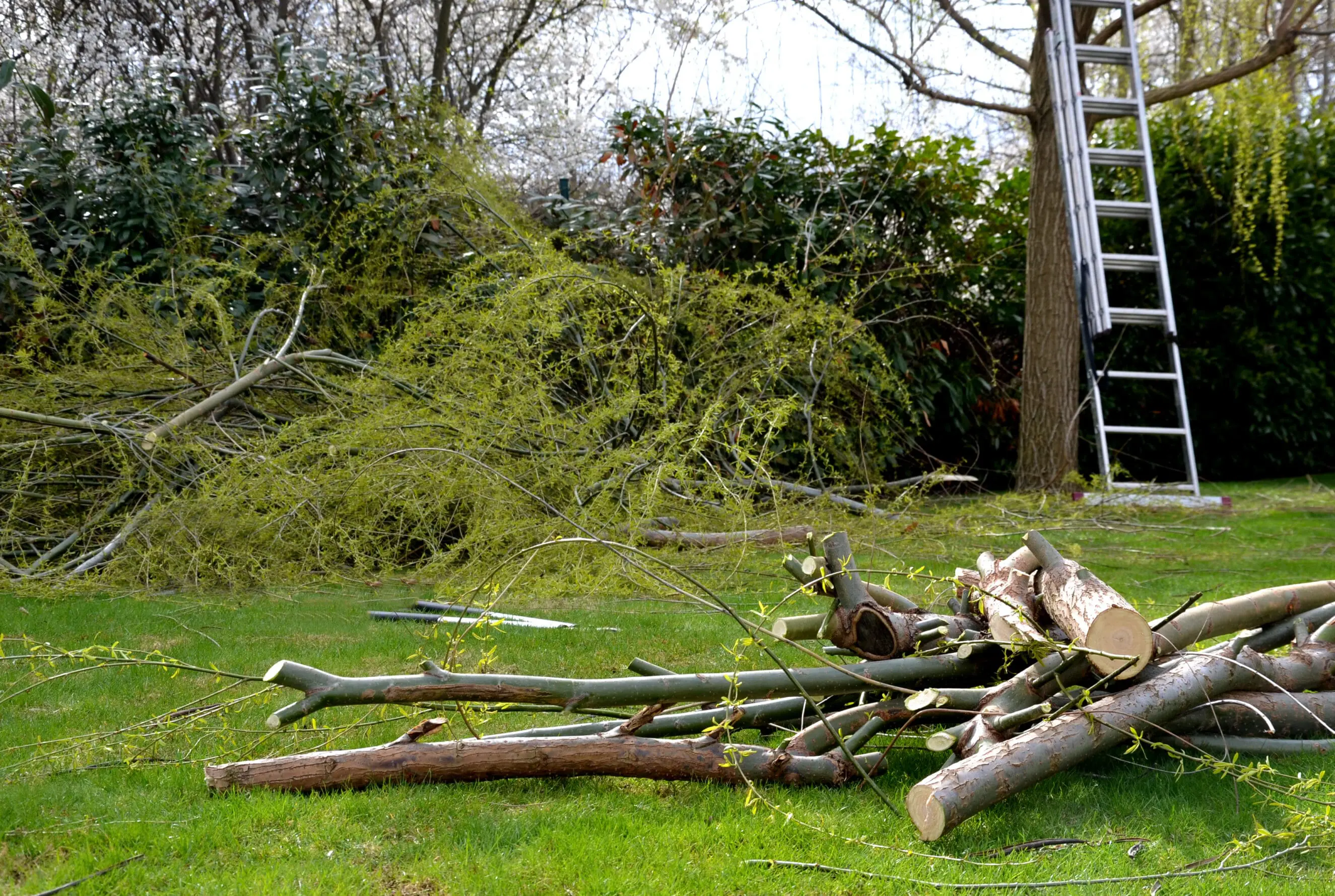 Yard Cleanup & Property Refresh